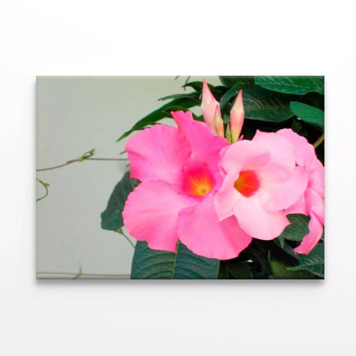 Close-Up of a Mandevilla Flower   Print 100% Australian Made 90 x 60cm  (Stretched)