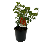 200mm Assorted Climbing Rose - rosa