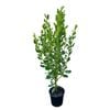 4L Griselinia Broadway Mint