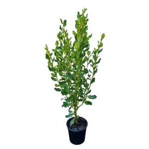 4L Griselinia Broadway Mint