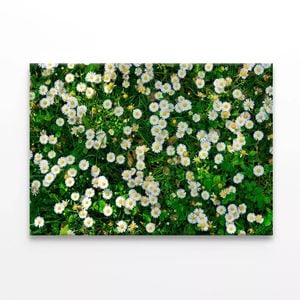 Wild White Daisies Meadow  Print 100% Australian Made 75 x 50cm  (Stretched)