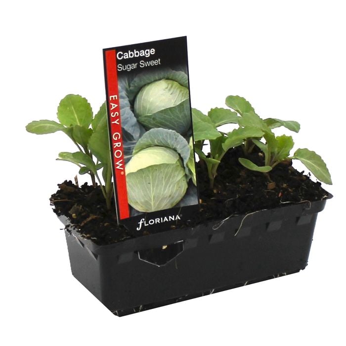 Cabbage Sugar Sweet Punnet - Brassica oleracea var. capitata