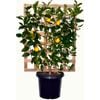 300mm Merrywood Myer - Espalier lemon