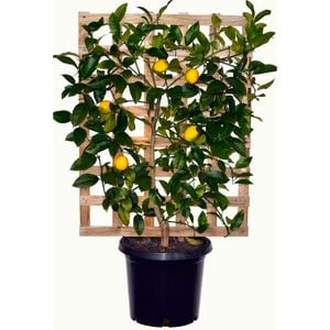300mm Merrywood Myer - Espalier lemon
