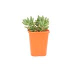 85mm Jelly Beans Blue - Sedum pachyphyllum