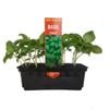 Punnet Sweet Basil - Ocium basilicum - Grow Your Own Range