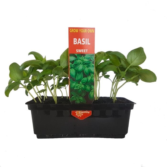 Punnet Sweet Basil - Ocium basilicum - Grow Your Own Range