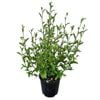 2L Korokio - Corokia Geenty's Green