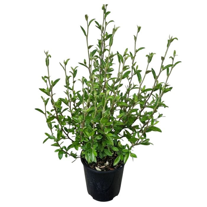 2L Korokio - Corokia Geenty's Green