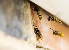 Wasps hovering around an external brick wall