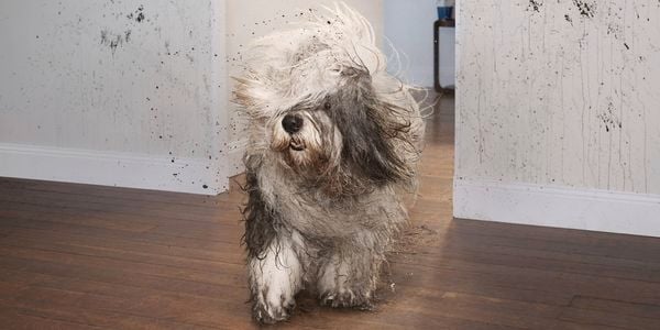 A dog spreading dirt and water on walls while walking through a house.