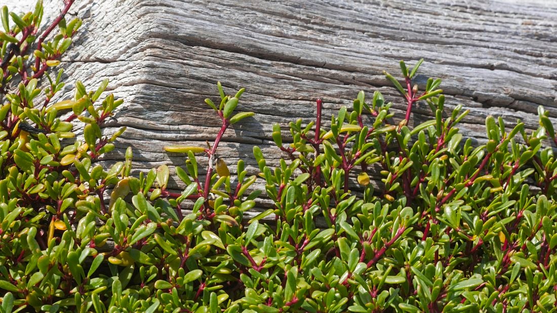 Sea purslane, with shiny, teardrop-shaped leaves