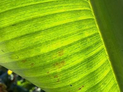 Banana leaf with banana bunchy top virus – Leaf – Close-up