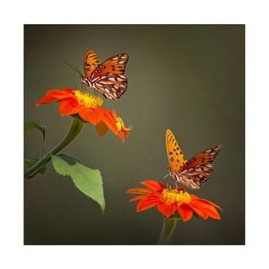 Artey | Butterfly Portrait VI - Stretched Canvas - Stretched Canvas - 84 x 84cm