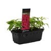 Impatiens Purple Punnet - Impatiens x walleriana