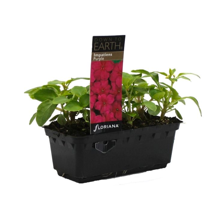 Impatiens Purple Punnet - Impatiens x walleriana