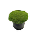 140mm Scleranthus Lime Lava - Scleranthus biflorus