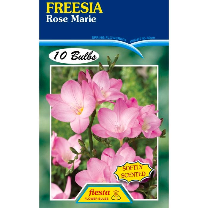 Freesia Rose Marie - 10 Bulbs