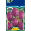 Bulb Tulip Attila 5pk