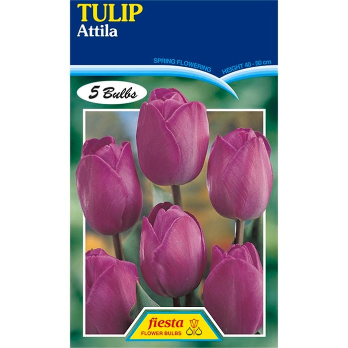Bulb Tulip Attila 5pk
