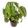 70mm Silver Cloud - Philodendron mamei
