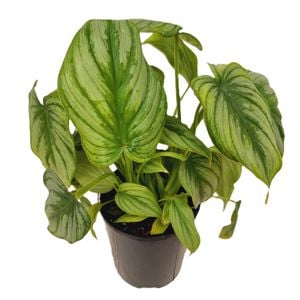 70mm Silver Cloud - Philodendron mamei