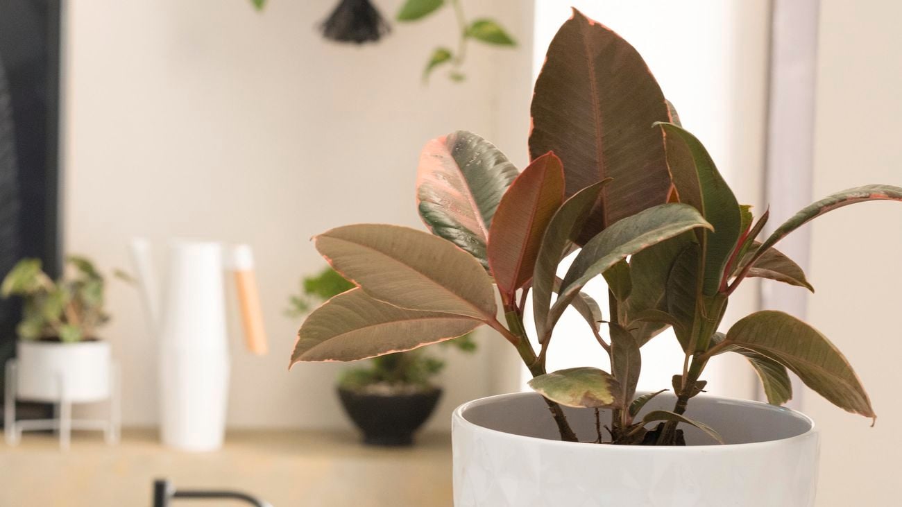 Close up of a potted plant in a white pot