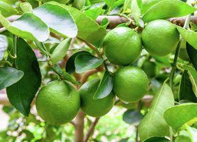 Limes growing on a lime tree