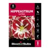 Bloomin Bulbs Hippeastrum Samba - 1 Pack