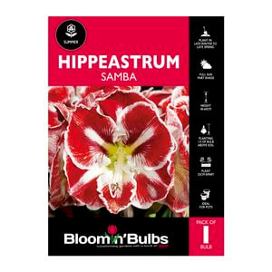 Bloomin Bulbs Hippeastrum Samba - 1 Pack