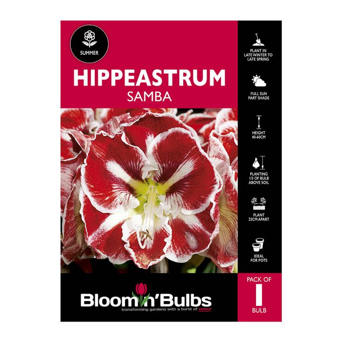 Bloomin Bulbs Hippeastrum Samba - 1 Pack