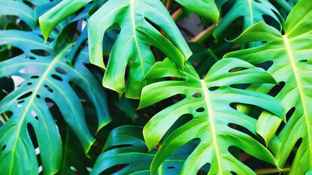 Close up of the green glossy and perforated leaves of the monstera plant.