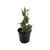 160mm Conifers Screens Assorted - Coniferophyta