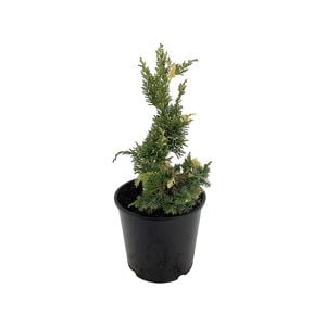 160mm Conifers Screens Assorted - Coniferophyta