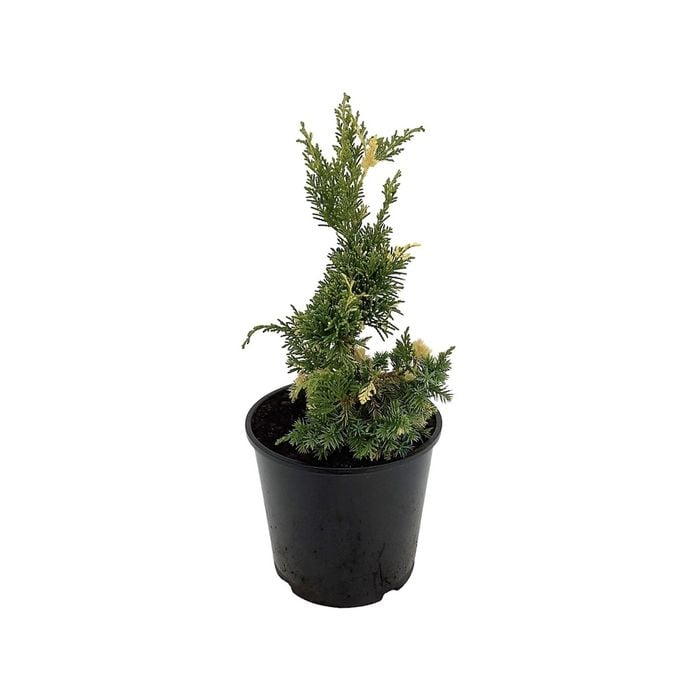 160mm Conifers Screens Assorted - Coniferophyta