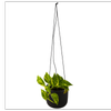 120mm Devils Ivy - Epipremnum in Ceramic Hanging Basket