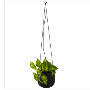 120mm Devils Ivy - Epipremnum in Ceramic Hanging Basket