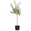 400mm White Flowering Crepe Myrtle - Lagerstroemia natchez