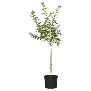 400mm White Flowering Crepe Myrtle - Lagerstroemia natchez
