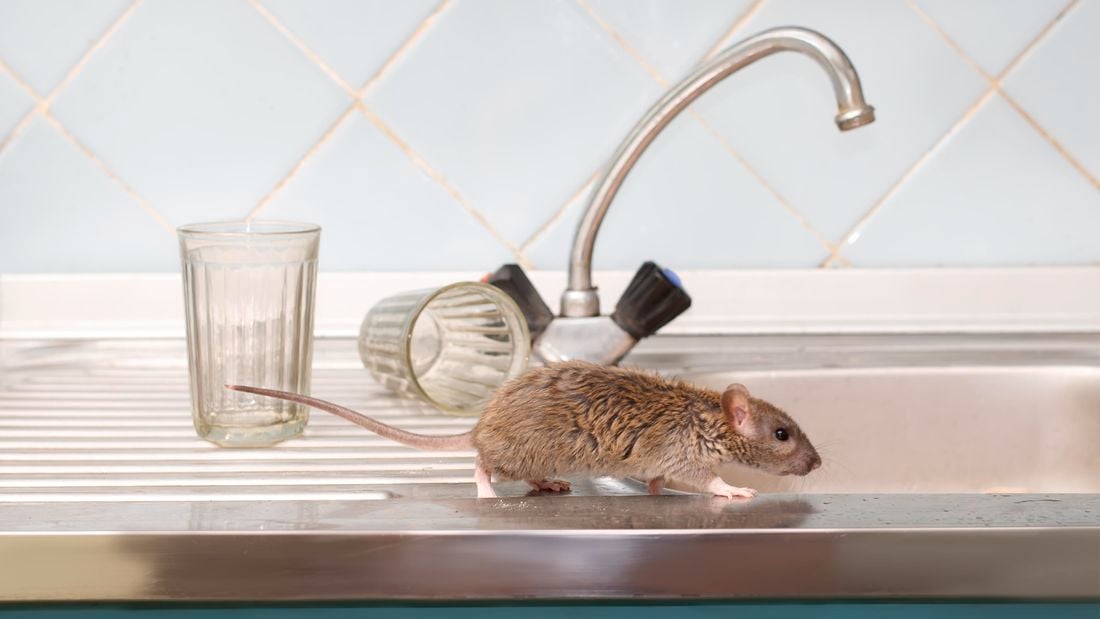 mouse running over kitchen bench