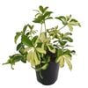 125mm Dwarf Umbrella Tree - Schefflera arboricola Variegata
