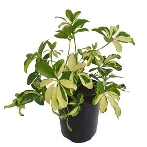125mm Dwarf Umbrella Tree - Schefflera arboricola Variegata
