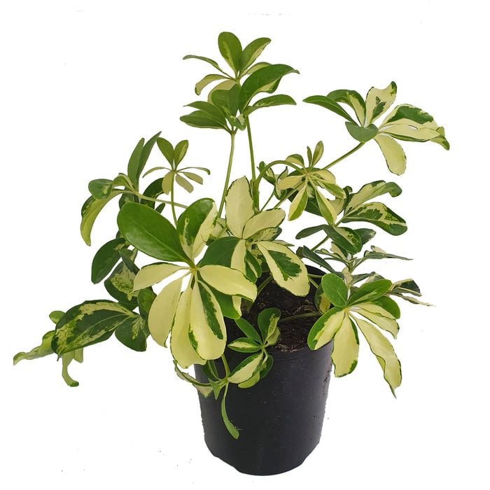 125mm Dwarf Umbrella Tree - Schefflera arboricola Variegata