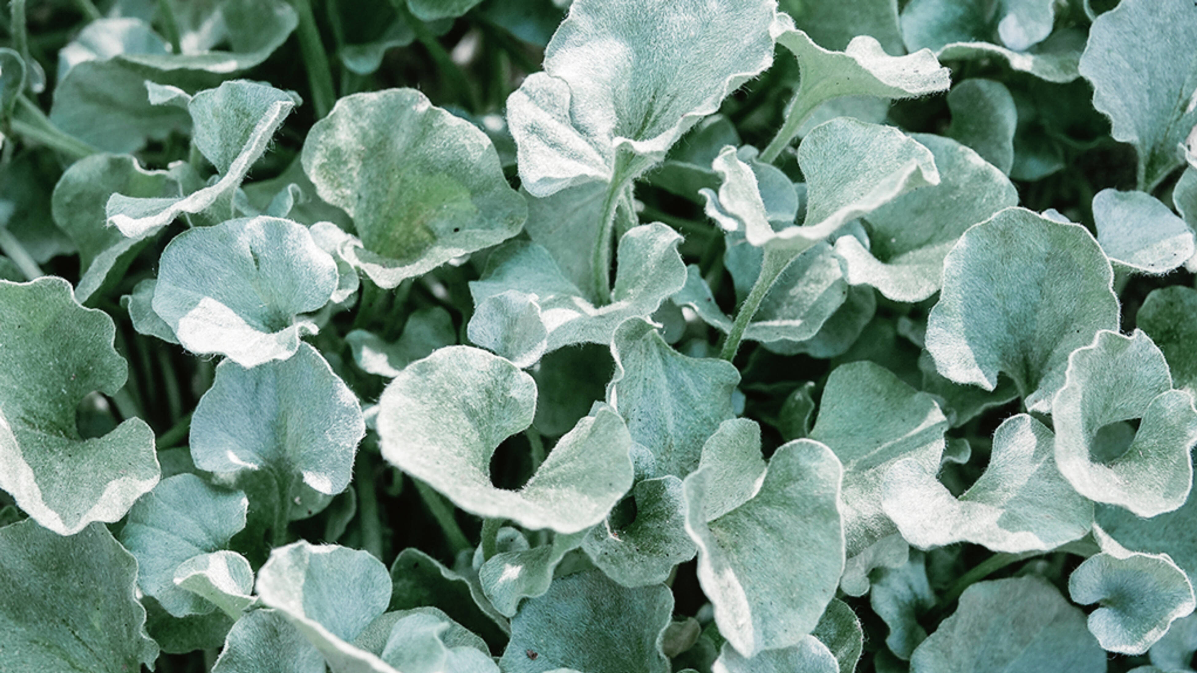 Close up of silvery-green, Dichondra rounded leaves.