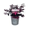 180mm - Loropetalum chinensis Plum Gorgeous