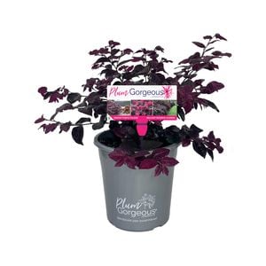 180mm - Loropetalum chinensis Plum Gorgeous
