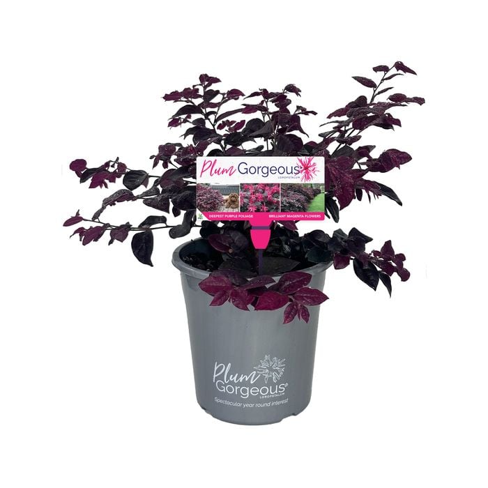180mm - Loropetalum chinensis Plum Gorgeous