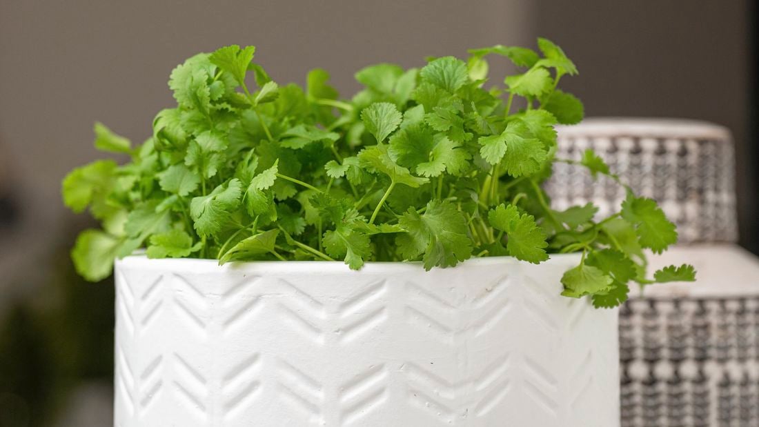 Coriander in a pot.