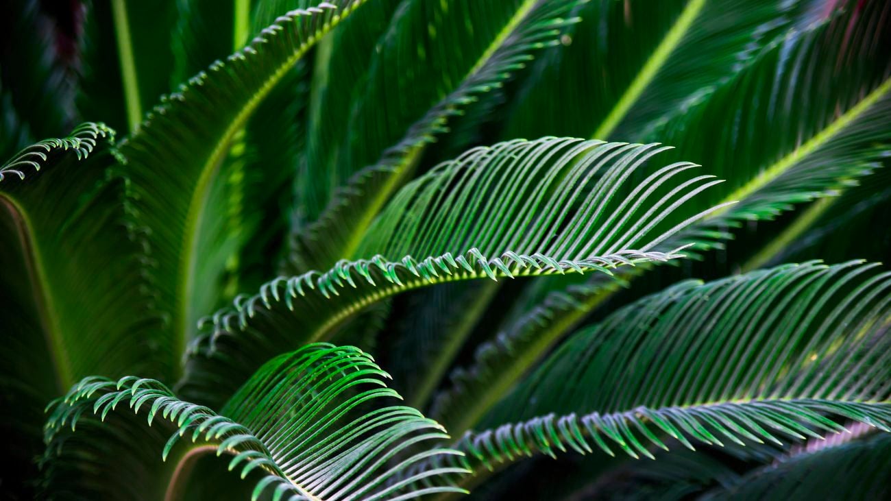 Green cycad fronds in a garden