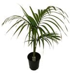 180mm King Palm - Archontophoenix alexandrae
